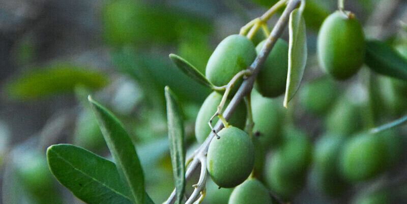Webinar “I paesaggi olivicoli italiani”, Picariello: “Olivo svolge funzione insostituibile”