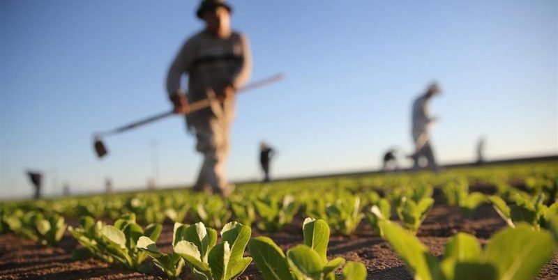 Agricoltura, siglato CCNL operai agricoli e florovivaisti: soddisfazione dei sindacati