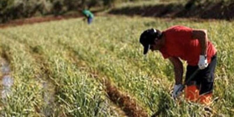Comunità montana Fortore, indennizzi per i danni alle colture: tutte le info per richiederli