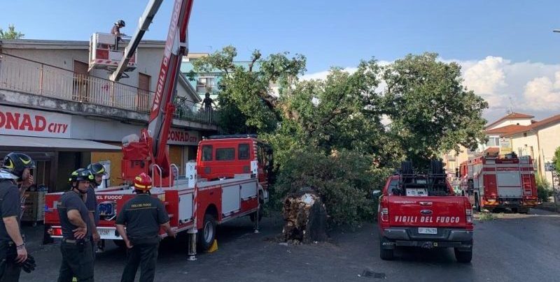 FOTO – Benevento, crolla quercia secolare in via Meomartini