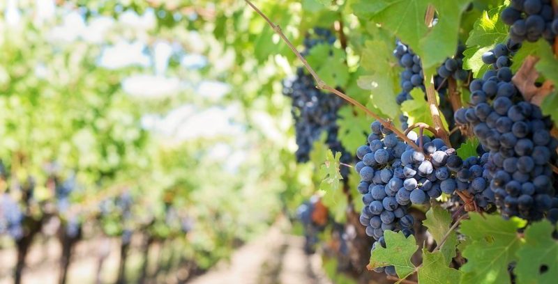 Carlo Iannace lancia l’allarme: “Prezzi troppo bassi per le uve, si crei fondo ad hoc”