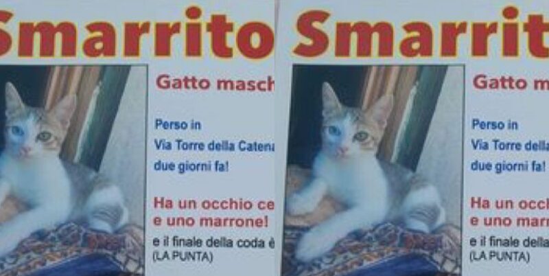 Benevento, gattino scomparso in via Torre della Catena: proseguono le ricerche