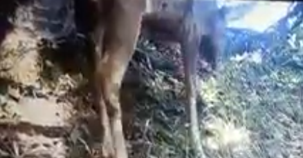 VIDEO – Dopo i lupi, anche i caprioli nell’Area protetta del Taburno – Camposauro