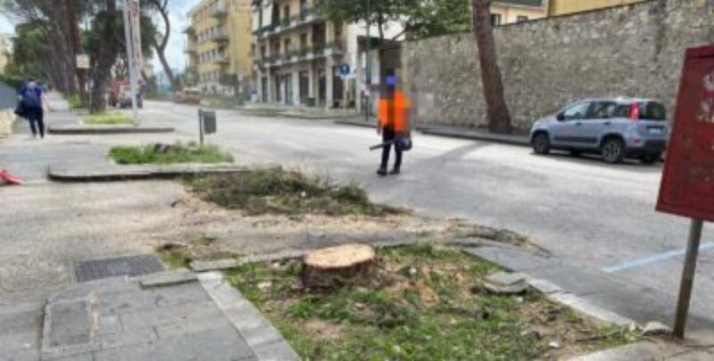 Il comitato “Giù le Mani dai Pini” replica all’ass. Rosa: “Amministratori incapaci di un minimo di confronto civile e costruttivo”