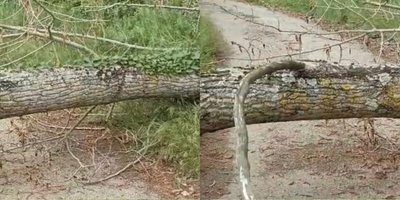 FOTO E VIDEO – Albero cade e invade la carreggiata: intervengono i Vigili del Fuoco