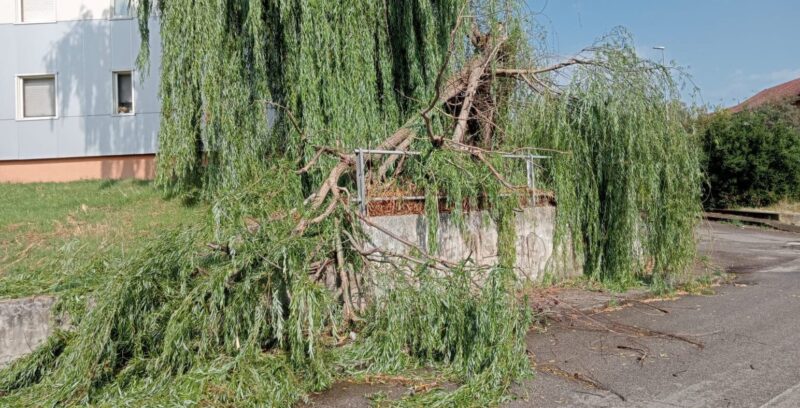 Maltempo nel Sannio, vento forte nella notte: a Pacevecchia cade albero