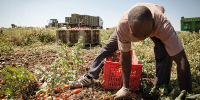 Operai agricoli e florovivaisti, inviata Piattaforma Contratto di Lavoro Provinciale