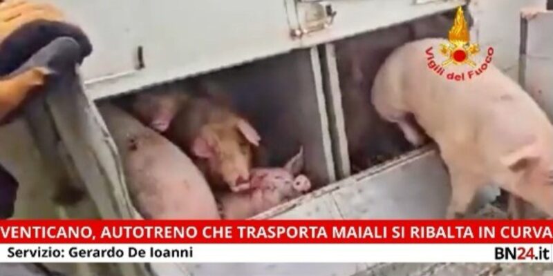 VIDEO – Venticano, autotreno che trasporta maiali si ribalta in curva