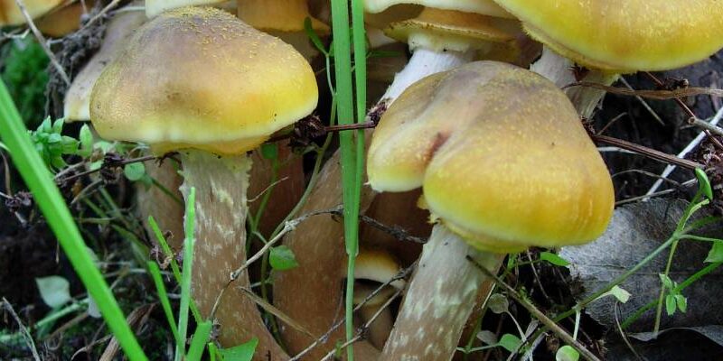 Alla Rocca dei Rettori la terza edizione della mostra micologica dedicata ai funghi del Sannio